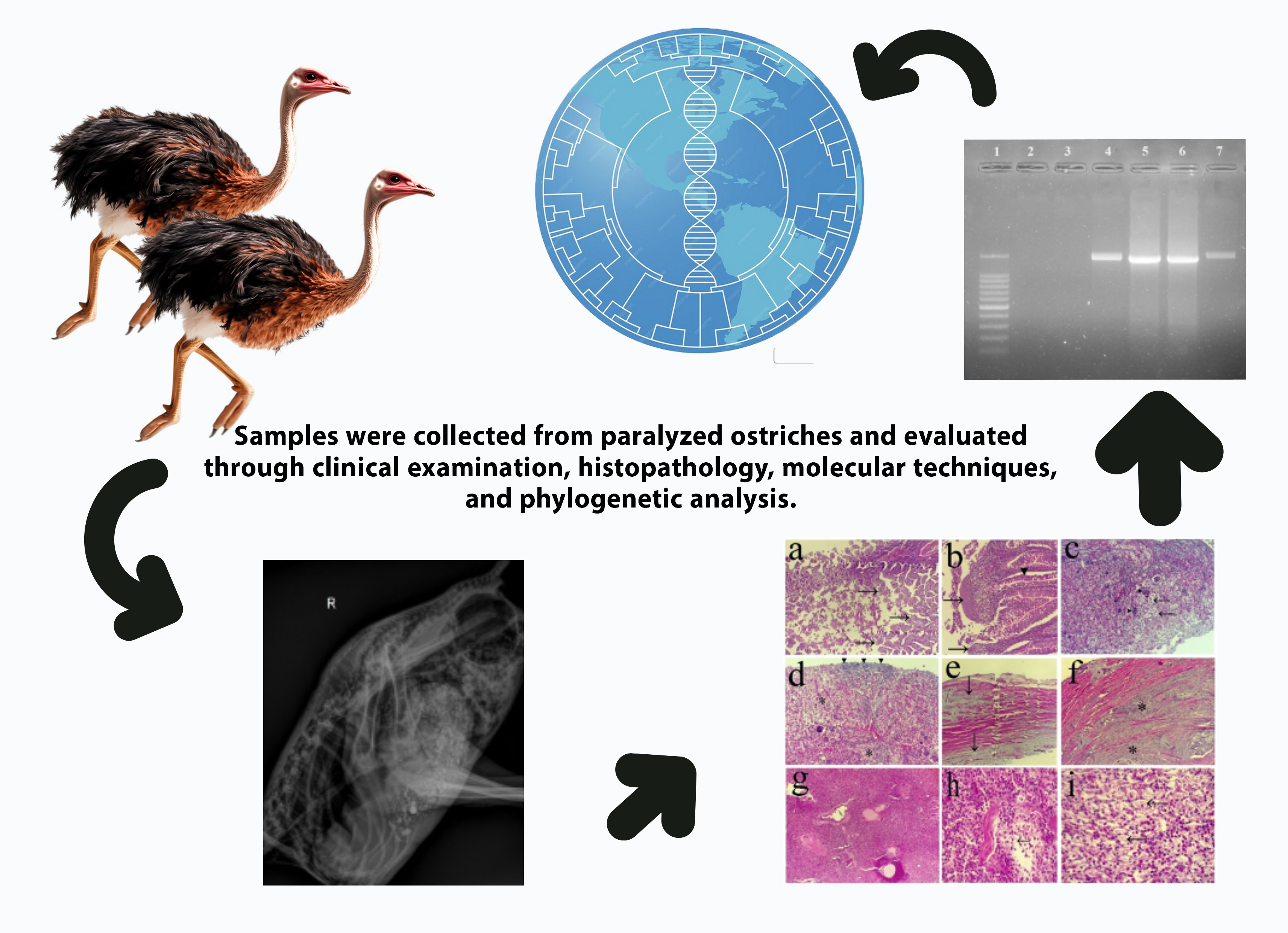 Graphical Abstract