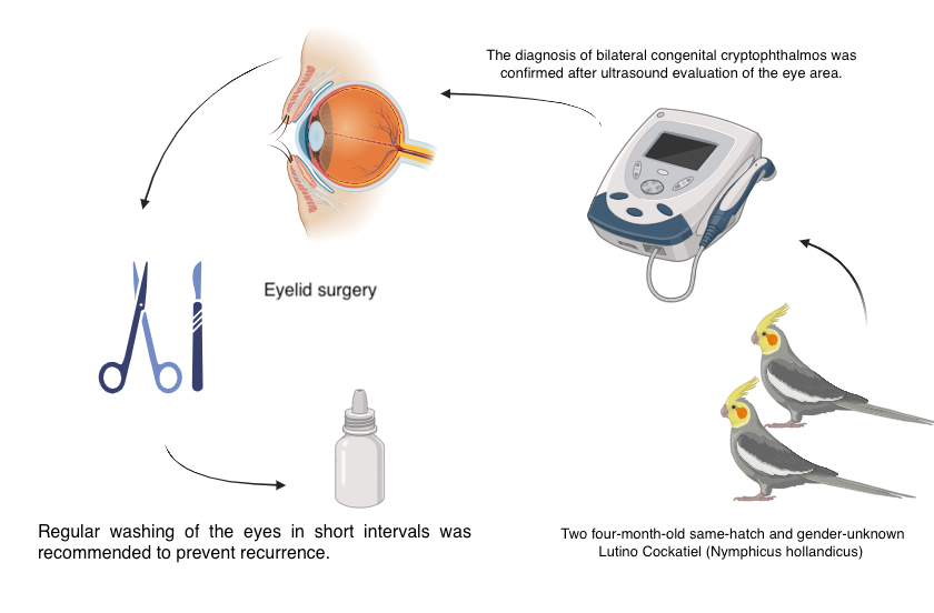 Graphical Abstract