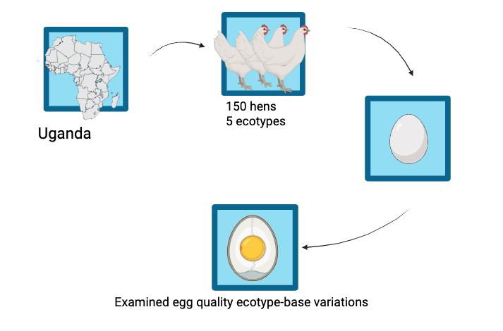 Graphical Abstract
