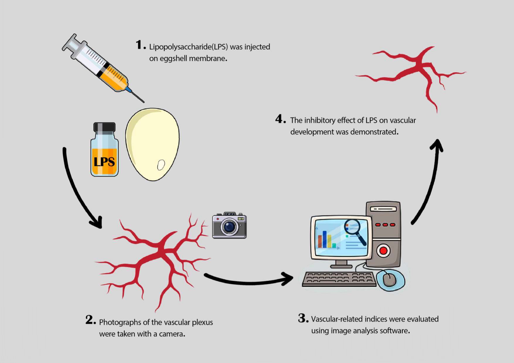 Graphical Abstract