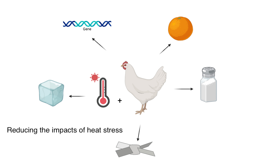 Graphical Abstract