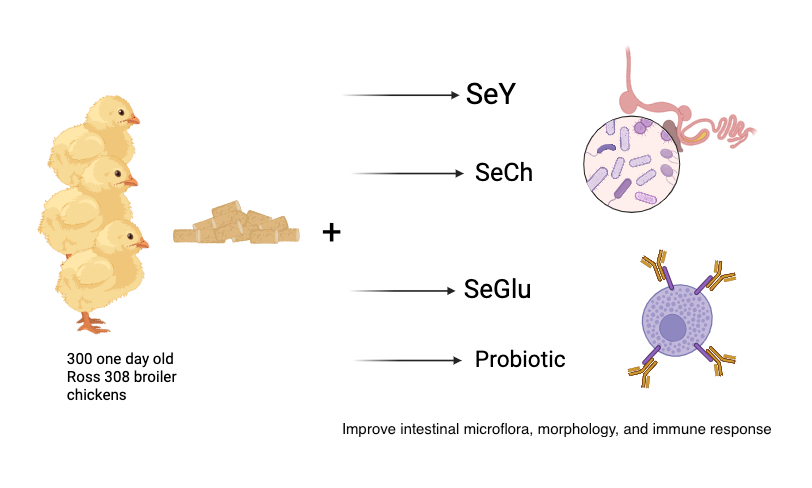 Graphical Abstract