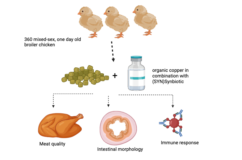 Graphical Abstract