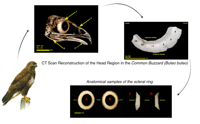 Graphical Abstract