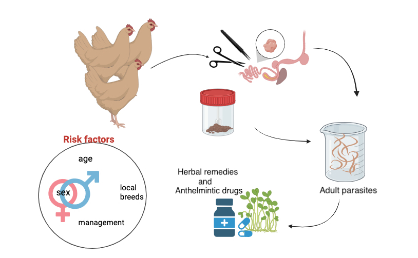 Graphical Abstract