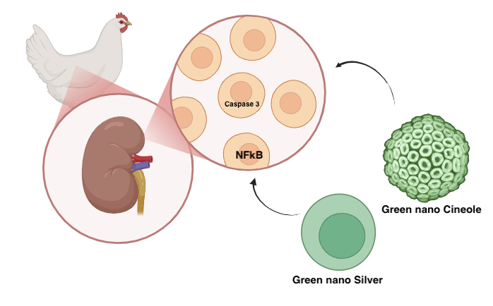 Graphical Abstract