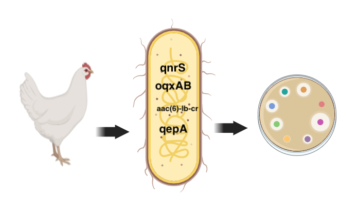 Graphical Abstract
