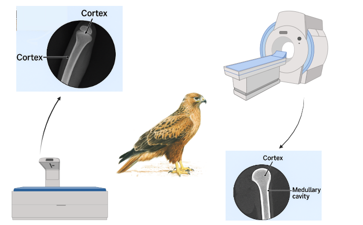 Graphical Abstract
