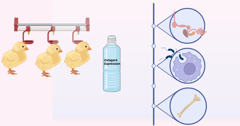 Graphical Abstract