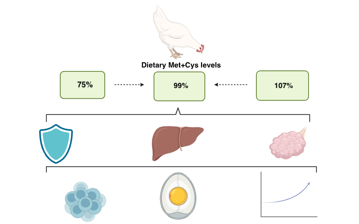 Graphical Abstract