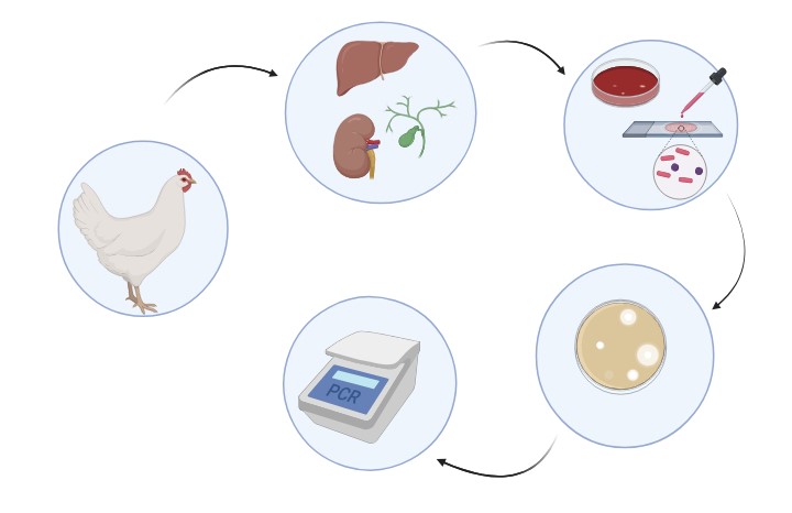 Graphical Abstract