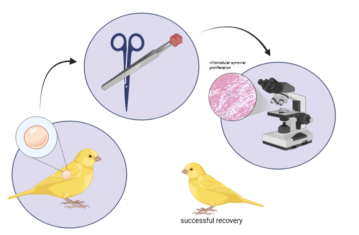 Graphical Abstract