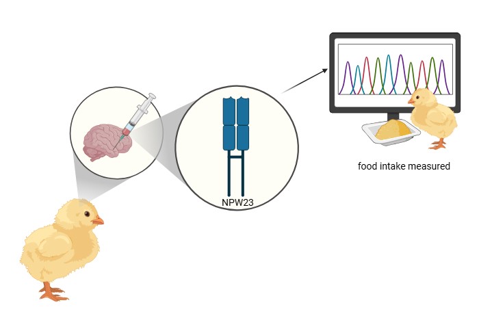 Graphical Abstract