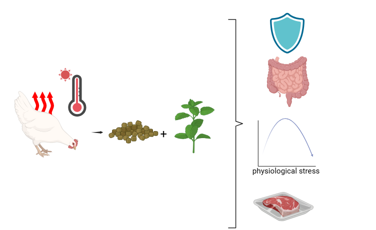 Graphical Abstract