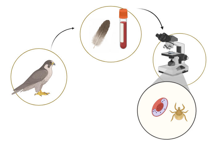 Graphical Abstract