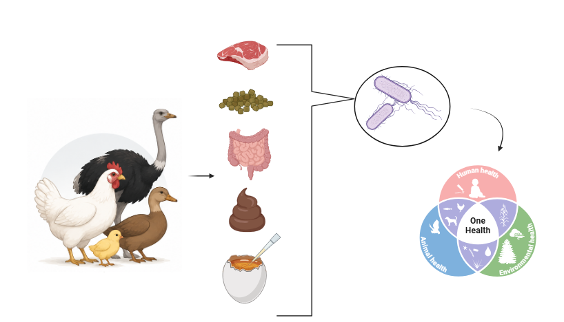 Graphical Abstract