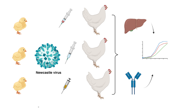 Graphical Abstract