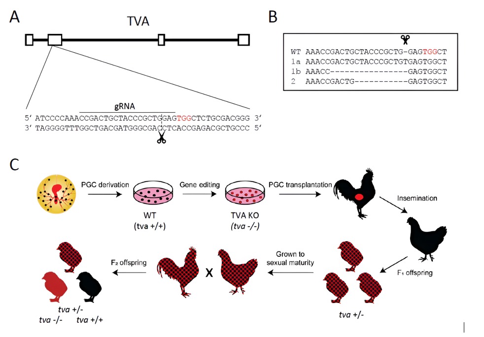 Graphical Abstract
