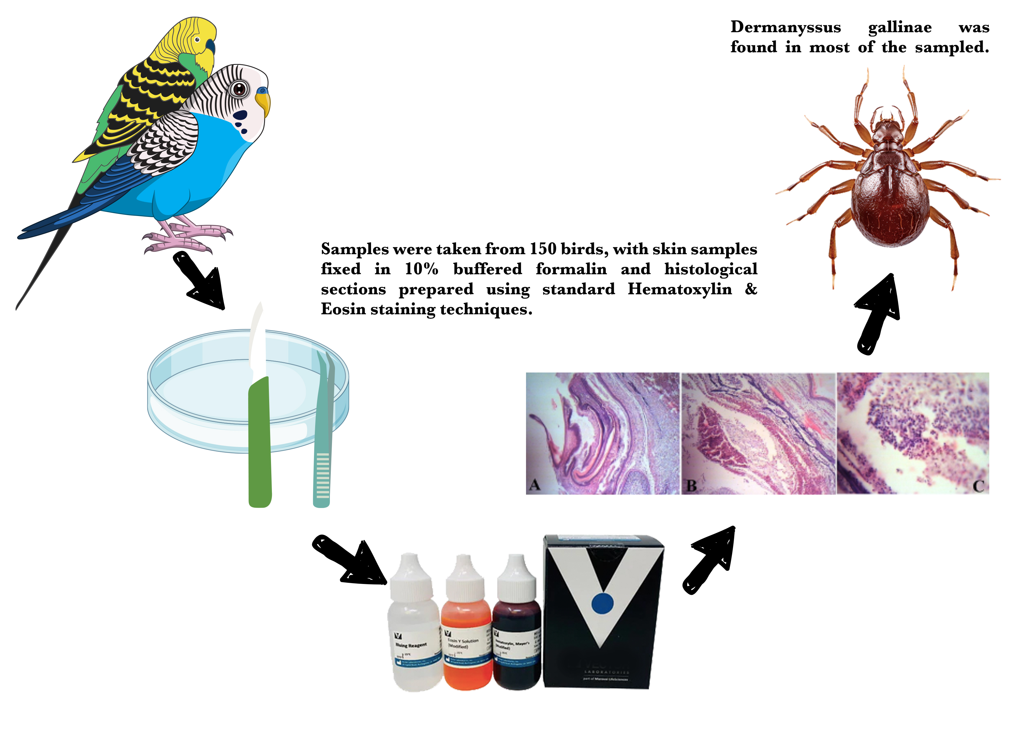 Graphical Abstract