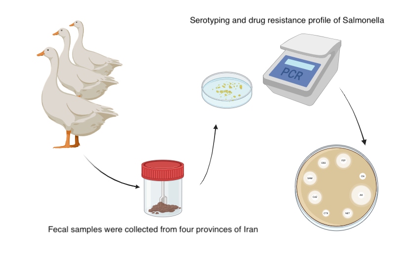 Graphical Abstract