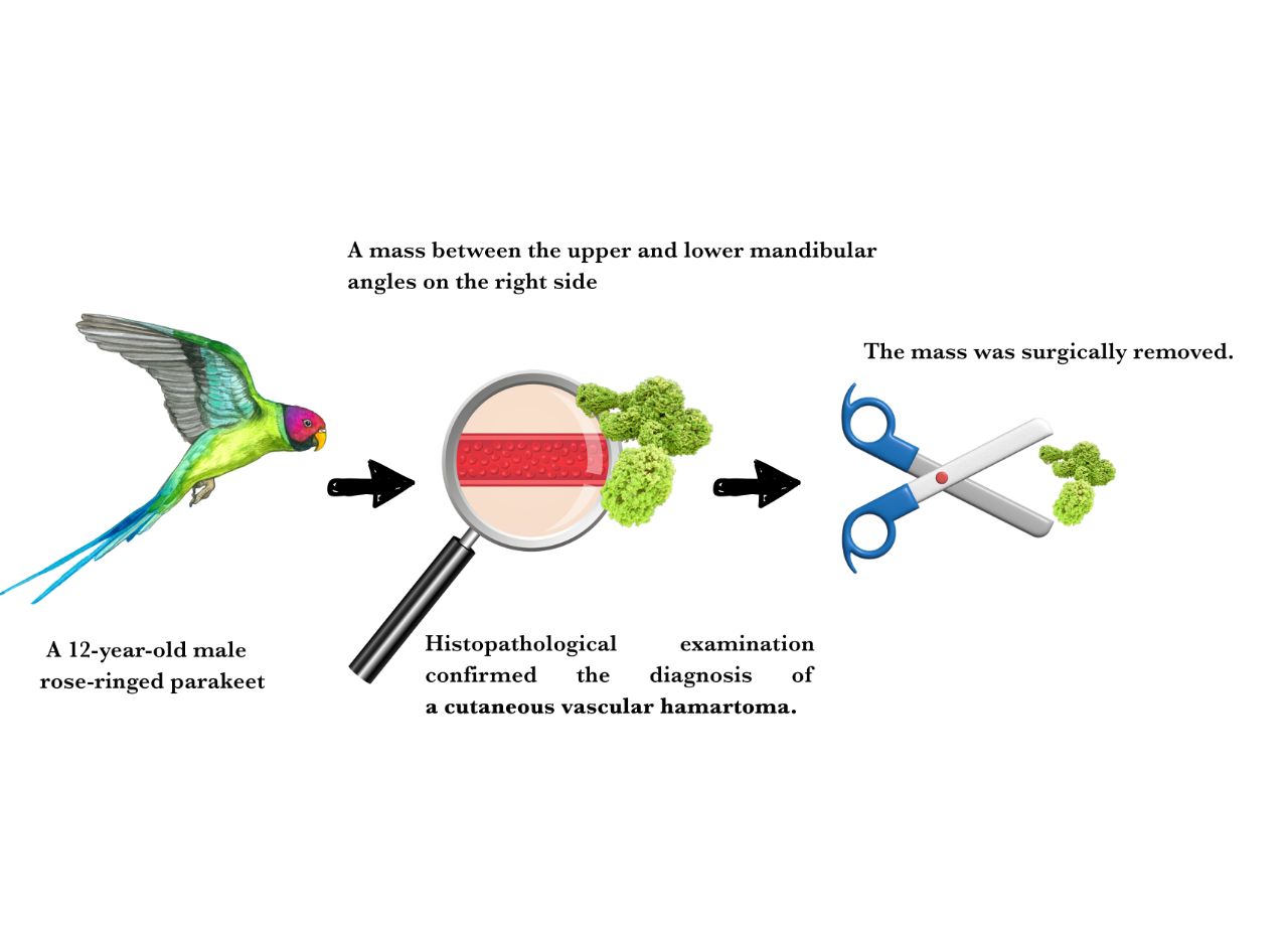 Graphical Abstract