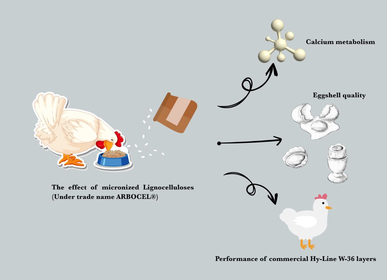 Graphical Abstract