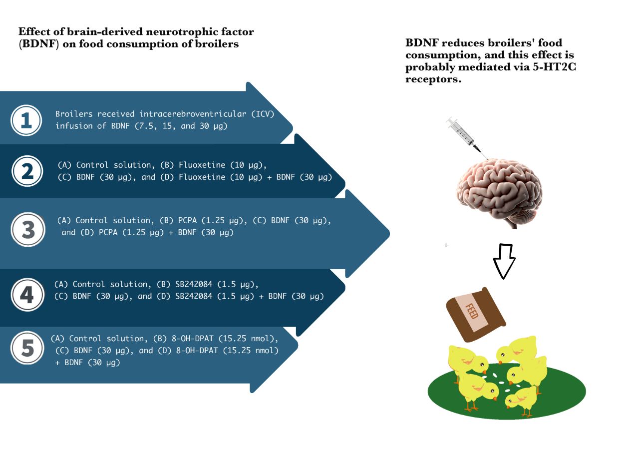 Graphical Abstract