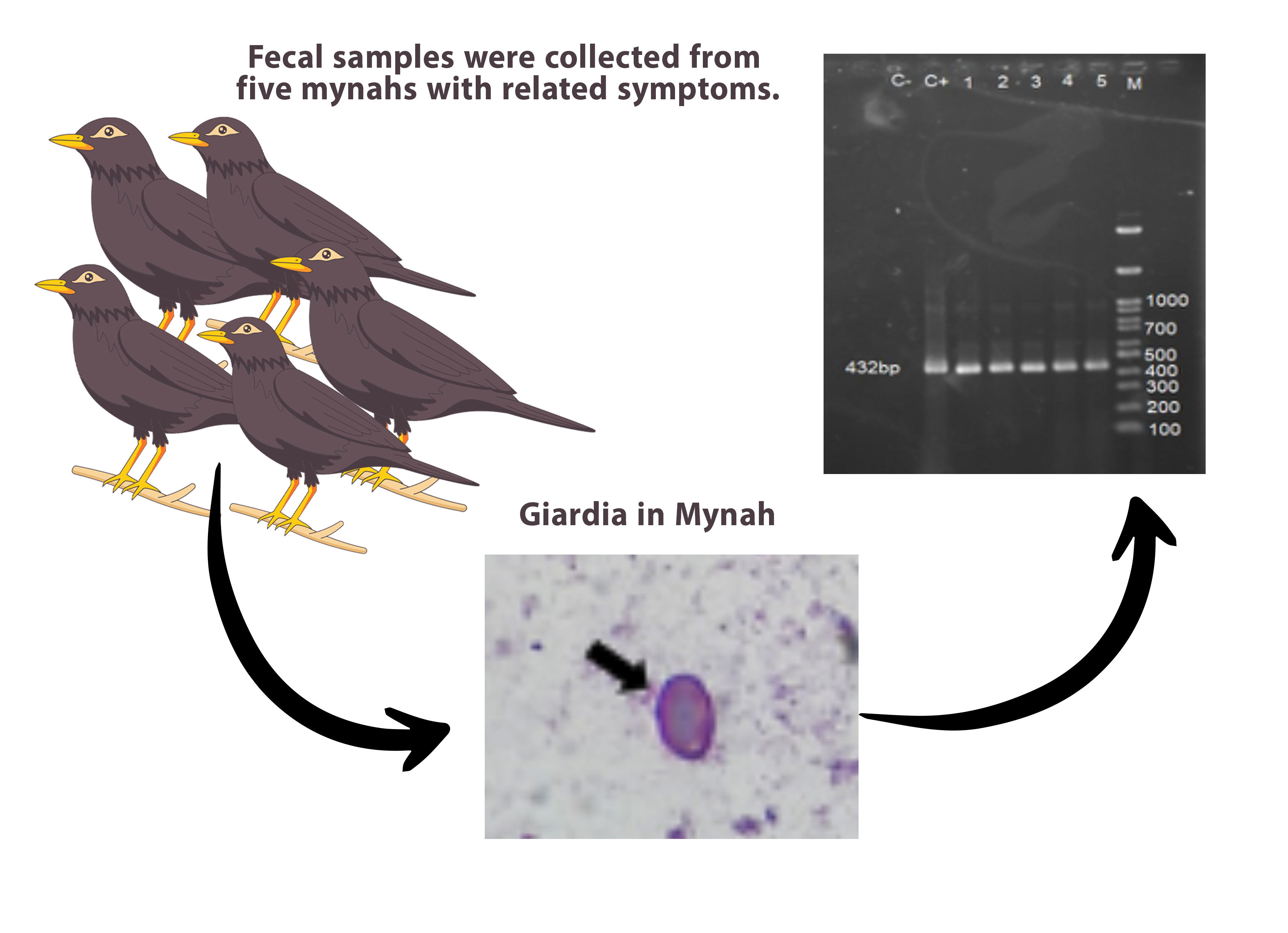 Graphical Abstract