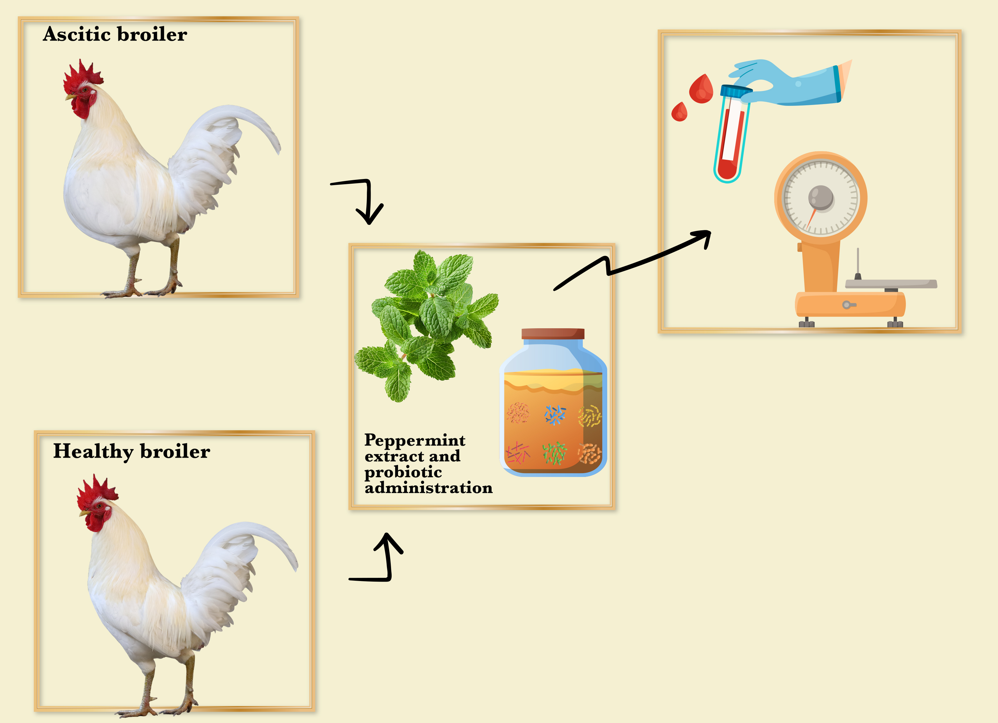 Graphical Abstract